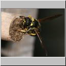 Ancistrocerus nigricornis - Lehmwespe 13.jpg